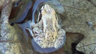 Wood Frog Ranidae LithobatesRana sylvatica in Water [upl. by Southard]