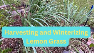 How To Harvest Lemongrass  How To Winterize Lemongrass [upl. by Naujud]