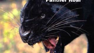 Panther Roar Sound Effect [upl. by Hamitaf]