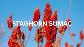 Staghorn Sumac  Potent health and culinary uses [upl. by Nairadas]