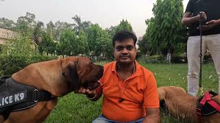 Boerboel जो South Africa की ख़तरनाक Dog Breed है अब India में 😳😳😳 [upl. by Malita]