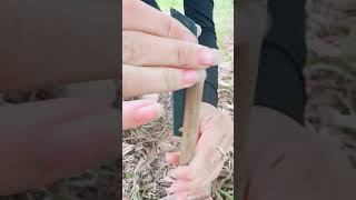 Survival Skills Knife Making Skills shorts survival bushcraft tips camping [upl. by Nylorac516]