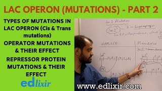 LAC OPERON  PART 2  LAC OPERON MUTATIONS  GENETICS [upl. by Yrrad]