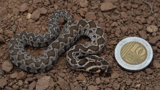 אבקוע צפע מצוי שחרור לאחר לכידה  Daboia Vipera Palaestinae baby being released [upl. by Yssep]