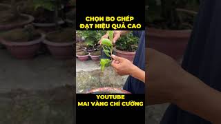 CÁCH CHỌN BO GHÉP ĐẠT HIỆU QUẢ CAO  MAI VÀNG CHÍ CƯỜNG maivàng bonsai maichau [upl. by Areemas351]