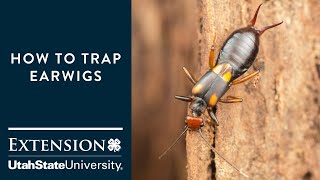 How to Trap Earwigs [upl. by Gunnar125]