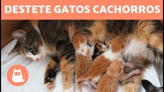 DESTETE EN GATOS  ¡Edad alimentación y más [upl. by Sheilah671]