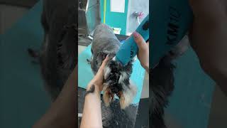 Schnauzer Full Grooming doggroomingtips [upl. by Einaoj]