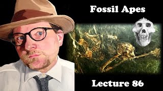 Lecture 86 Fossil Apes [upl. by Oiracam]