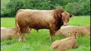 Gelbvieh Cattle  Interesting Facts [upl. by Jensen]