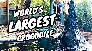 BIGGEST CROCODILE IN THE WORLD [upl. by Yllek]