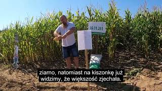 Kukurydza na pustyni Jak radzą sobie odmiany kukurydzy w skrajnie suchych warunkach [upl. by Onirefes]