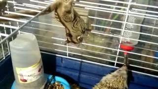 Petauro robando comida a un erizo  the sugar glider VS hedgehog [upl. by Agni]