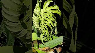 Monstera Deliciosa gardennature fruit monstera vineflowers [upl. by Eiro]