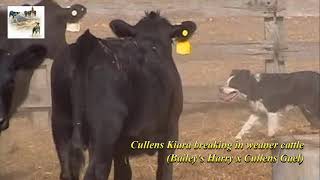 Cullens Kiara Baileys Harry x Cullens Gael  Breaking in weaner cattle [upl. by Assetniuq885]