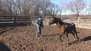 Aequitas Arabian Stallion Part 18 More quotDont Panicquot Training [upl. by Launcelot524]