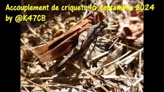 Accouplement de criquets 16 septembre 2024 by K47CB [upl. by Renraw509]