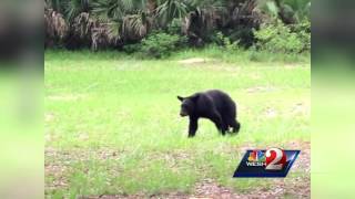 Black bear climbs into trunk of UCF students car [upl. by Namharludba]