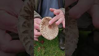 The shaggy parasol mushrooms [upl. by Syck408]