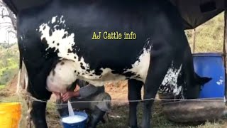 130 Kg Milk Girlando Cow Milking Video  Girlando Cow Farm in India  Girlando Gay  AJ Cattle info [upl. by Assyram313]