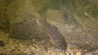 Corydoras Julii 01 [upl. by Trudie]