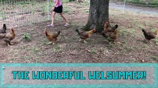 Welsummer Chickens [upl. by Josepha597]