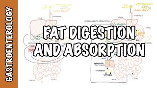 Fat lipid digestion and absorption physiology [upl. by Alyahsal]