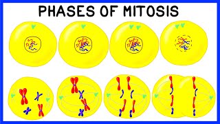 Phases of Mitosis and Cell Division [upl. by Oicnedurp533]