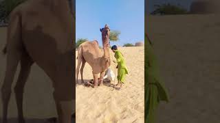 Handle the danger camel movement animals danger situation wildlife entertainment nature fun [upl. by Daffodil]