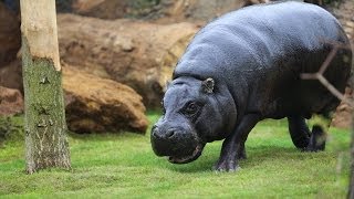 Pygmy hippos explore their new home [upl. by Lauralee958]