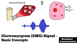 Electromyogram EMG Signal  Basic Concepts  Biomedical Instrumentation [upl. by Maxma685]