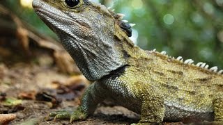 Tuatara New Zealand Reptiles  Interesting Facts About Tuatara World of animals 9 [upl. by Etirugram]