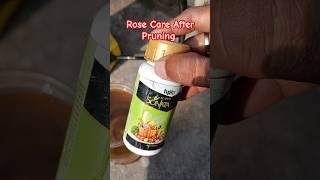 Rose care after branch cutting or pruning gardening rose gulab [upl. by Marni]