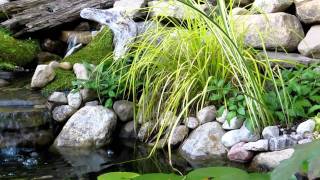 Ma mini cascade et le carex golden fountain [upl. by Joette]