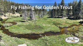 Golden Trout  Fly Fishing the beautiful streams of the Southern Sierra goldentrout flyfishing [upl. by Ecinna]