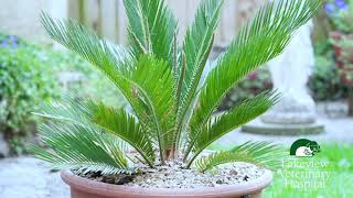 Pet Care Insights  Sago Palm is a toxic tree for Dogs [upl. by Aihtiekal]