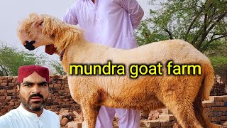 Mundra chatra farming  business Pakistan  Mundra goat farm 15 October 2024 [upl. by Enylecoj]