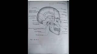 Anatomy skull digramviralvideo nursing bptmbbsall type of digram [upl. by Ken]