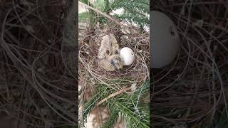 New born bird 😍🕊️like subscribe share [upl. by Aihsei75]