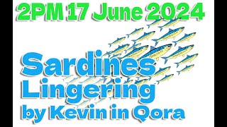 Sardines Lingering as of 2PM today 17 June 2024 reported by Kevin in Qora sardinerun2024 sardines [upl. by Nothgiel348]