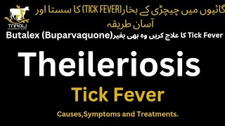 Theileriosis in cattle  Tick Fever  Eastcost Fever  Causes and Treatment [upl. by Lissner]