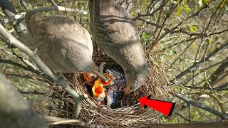 Both wild babbler birds are taking care of the babies together BirdsofNature107 [upl. by Nika]