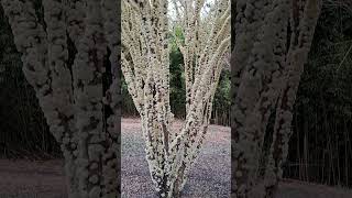 Jabuticaba Fully covered with flowers [upl. by Novyaj]