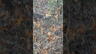 Spike coming out of the thicket roguebowhunter bow bowhunting archery deer deerhunting [upl. by Travis753]