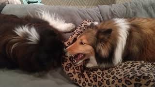 Sheltie Girls Epic Battle for a Pillow [upl. by Johnsten]