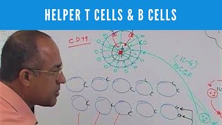 Helper T cells  CD4 and B cells  Lymphocytes  Immunology [upl. by Anayek]