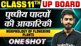 Class 11 Biology Chapter 4  पुष्पीय पादपों की आकारिकी Morphology of Flowering Plants  One shot [upl. by Neile]