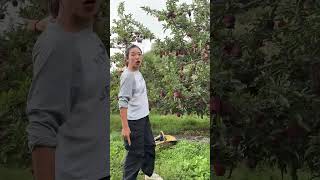 Amazing apple fruit farming viral girl trending video fruitcuttingThakornaynafrood Part 50 [upl. by Aphrodite328]