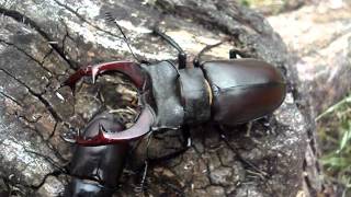 Lucanus cervus cervus  Stag Beetle  HirschkÃ¤fer [upl. by Wells948]