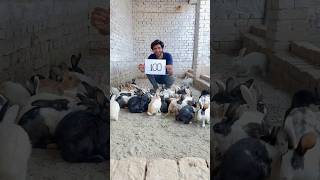 100 Rabbits P2 shorts shortvideo viral rabbit rescue 100kaamhain [upl. by Eissen]